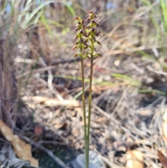 Corunastylis clivicola at Denman Prospect, ACT - 9 Mar 2020