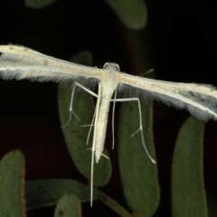 Imbophorus aptalis (White Plume Moth) at Bruce Ridge to Gossan Hill - 23 Nov 2011 by Bron