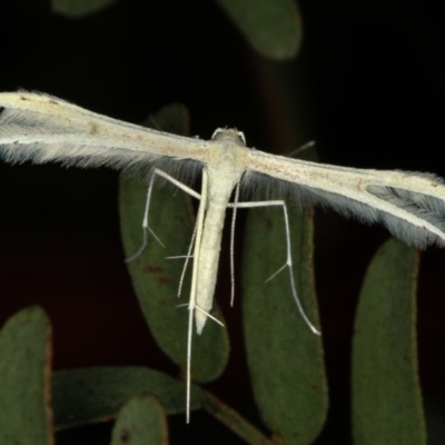 Imbophorus aptalis (White Plume Moth) at Bruce, ACT - 23 Nov 2011 by Bron