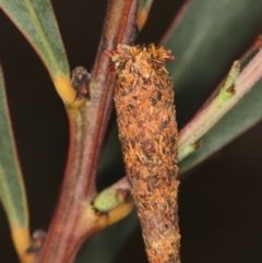 Lepidoscia (genus) IMMATURE (Unidentified Cone Case Moth larva, pupa, or case) at Bruce, ACT - 23 Nov 2011 by Bron