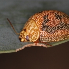 Paropsis atomaria (Eucalyptus leaf beetle) at Bruce, ACT - 23 Nov 2011 by Bron