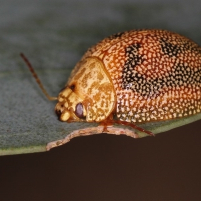 Paropsis atomaria (Eucalyptus leaf beetle) at Bruce, ACT - 23 Nov 2011 by Bron