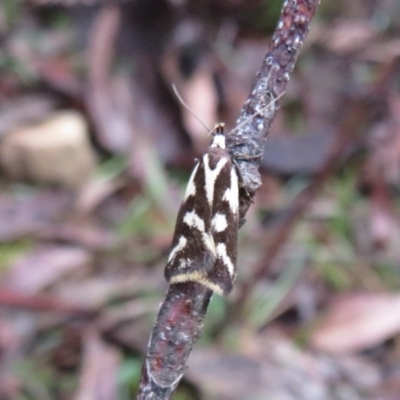 Epithymema incomposita (Chezela group) at Harolds Cross, NSW - 8 Mar 2020 by Christine