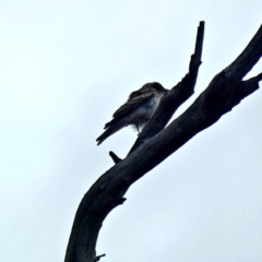 Lalage tricolor (White-winged Triller) at Deakin, ACT - 7 Mar 2020 by Ct1000