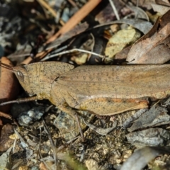 Goniaea australasiae (Gumleaf grasshopper) at Bruce, ACT - 12 Jan 2012 by Bron