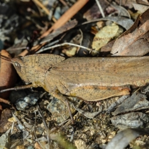 Goniaea australasiae at Bruce, ACT - 12 Jan 2012 09:56 AM