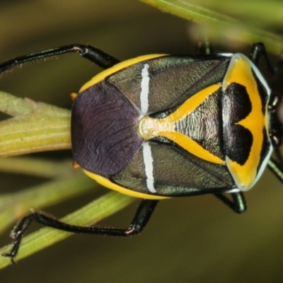 Commius elegans (Cherry Ballart Shield Bug) at Bruce Ridge to Gossan Hill - 11 Jan 2012 by Bron