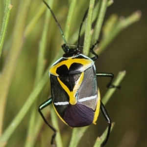 Commius elegans at Bruce, ACT - 12 Jan 2012