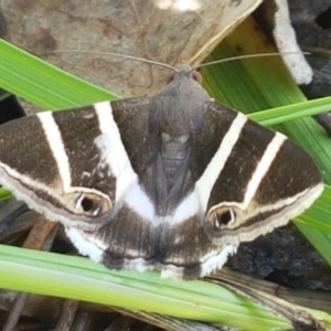 Grammodes oculicola at Bruce, ACT - 9 Mar 2020