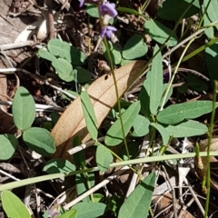 Glycine tabacina at O'Connor, ACT - 9 Mar 2020