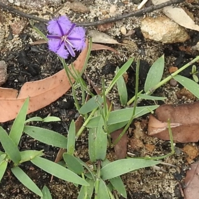 Thysanotus patersonii (Twining Fringe Lily) at Bargo River State Conservation Area - 9 Mar 2020 by GlossyGal