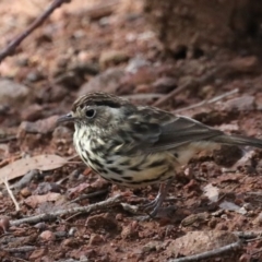 Pyrrholaemus sagittatus at Majura, ACT - 9 Mar 2020