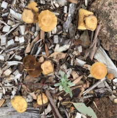 Unidentified Cap on a stem; gills below cap [mushrooms or mushroom-like] at Hughes, ACT - 9 Mar 2020 by ruthkerruish