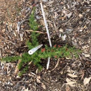 Grevillea juniperina at Hughes, ACT - 26 Feb 2020