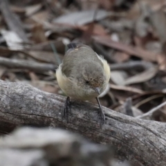 Acanthiza reguloides (Buff-rumped Thornbill) at Majura, ACT - 9 Mar 2020 by jbromilow50