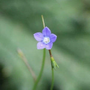 Wahlenbergia sp. at Mongarlowe, NSW - 8 Mar 2020 02:55 PM