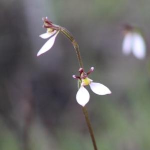 Eriochilus cucullatus at Mongarlowe, NSW - 8 Mar 2020