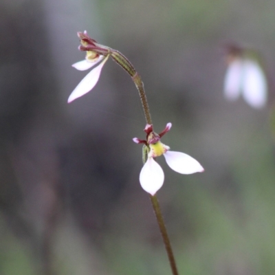 Eriochilus cucullatus (Parson's Bands) at Mongarlowe, NSW - 8 Mar 2020 by LisaH