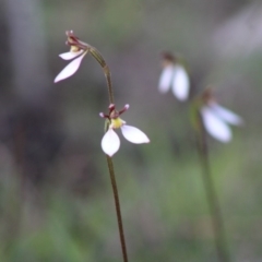 Eriochilus cucullatus at Mongarlowe, NSW - 8 Mar 2020