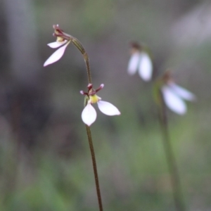 Eriochilus cucullatus at Mongarlowe, NSW - 8 Mar 2020