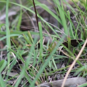 Eriochilus cucullatus at Mongarlowe, NSW - 8 Mar 2020