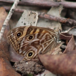 Geitoneura acantha at Mongarlowe, NSW - 8 Mar 2020 12:59 PM