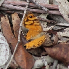 Geitoneura acantha at Mongarlowe, NSW - 8 Mar 2020 12:59 PM