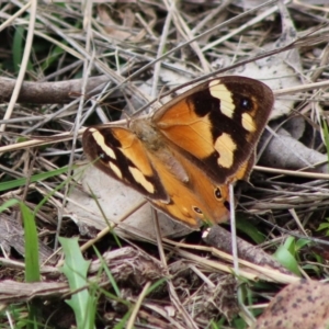 Heteronympha merope at Mongarlowe, NSW - 8 Mar 2020