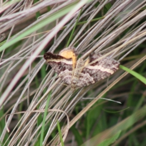 Chrysolarentia vicissata at Mongarlowe, NSW - 8 Mar 2020