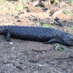 Tiliqua rugosa (Shingleback Lizard) at Mount Ainslie - 9 Mar 2020 by jb2602