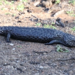 Tiliqua rugosa at Ainslie, ACT - 9 Mar 2020 04:56 PM