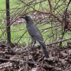 Strepera versicolor (Grey Currawong) at Mongarlowe, NSW - 8 Mar 2020 by LisaH