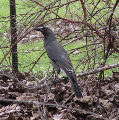 Strepera versicolor (Grey Currawong) at Mongarlowe River - 8 Mar 2020 by LisaH