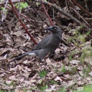 Strepera versicolor at Mongarlowe, NSW - 8 Mar 2020