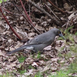 Strepera versicolor at Mongarlowe, NSW - 8 Mar 2020