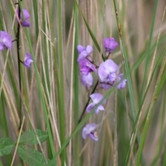 Glycine tabacina (Variable Glycine) at Mongarlowe River - 8 Mar 2020 by LisaH