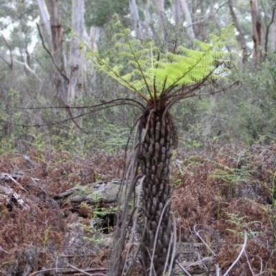 Cyathea australis subsp. australis (Rough Tree Fern) at Mongarlowe, NSW - 8 Mar 2020 by LisaH