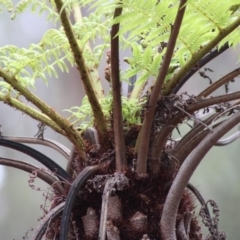 Cyathea australis subsp. australis at Mongarlowe, NSW - 8 Mar 2020