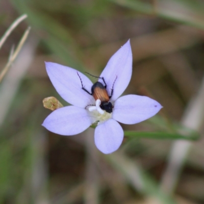Phyllotocus navicularis (Nectar scarab) at Hughes, ACT - 7 Mar 2020 by LisaH