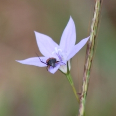 Phyllotocus navicularis at Hughes, ACT - 7 Mar 2020