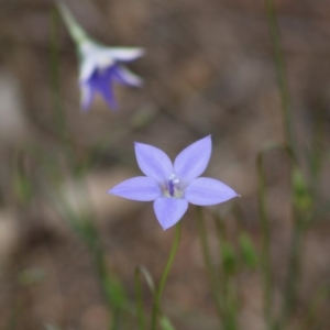 Wahlenbergia capillaris at Hughes, ACT - 7 Mar 2020