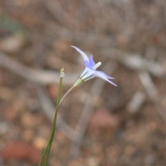 Wahlenbergia capillaris at Hughes, ACT - 7 Mar 2020