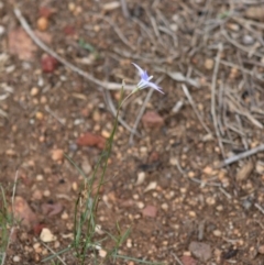 Wahlenbergia capillaris at Hughes, ACT - 7 Mar 2020