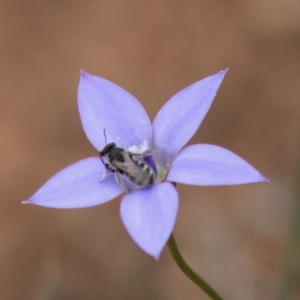 Lasioglossum (Chilalictus) sp. (genus & subgenus) at Hughes, ACT - 7 Mar 2020 03:07 PM