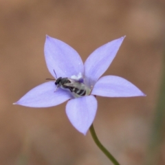 Lasioglossum (Chilalictus) sp. (genus & subgenus) at Hughes, ACT - 7 Mar 2020 03:07 PM