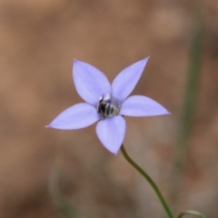 Lasioglossum (Chilalictus) sp. (genus & subgenus) at Hughes, ACT - 7 Mar 2020 03:07 PM