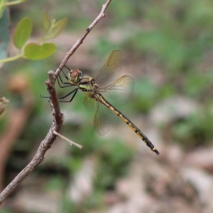 Hemicordulia tau at Deakin, ACT - 6 Mar 2020