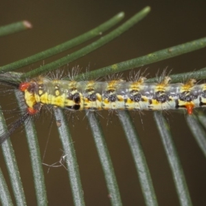 Acyphas semiochrea at Bruce, ACT - 12 Jan 2012