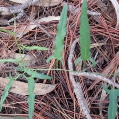 Convolvulus angustissimus subsp. angustissimus (Australian Bindweed) at Isaacs, ACT - 9 Mar 2020 by Mike