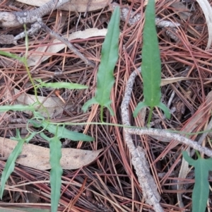 Convolvulus angustissimus subsp. angustissimus at Isaacs, ACT - 9 Mar 2020 04:21 PM